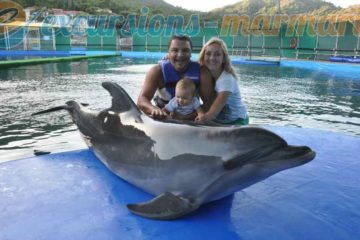 meeting with dolphins
